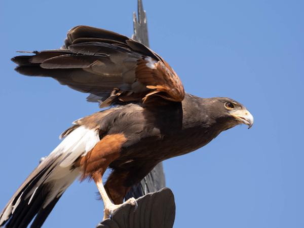 <h3><a href="/trips/Tucson_2023/biota/animalia/chordata/aves/017 accipitriformes/004 accipitridae/buteo jamaicensis/buteo jamaicensis-nl.html">Buteo&nbsp;jamaicensis</a> / Red‑tailed&nbsp;hawk / Roodstaartbuizerd</h3>OM-1 met OLYMPUS M.300mm F4.0, 1/1000 sec  bij F4.0, ISO 320, afstand 8.49&nbsp;m